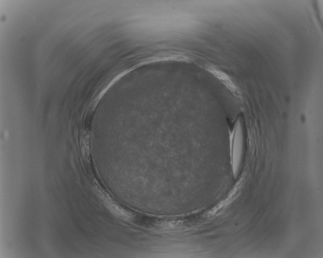 X0000070381369200606231702