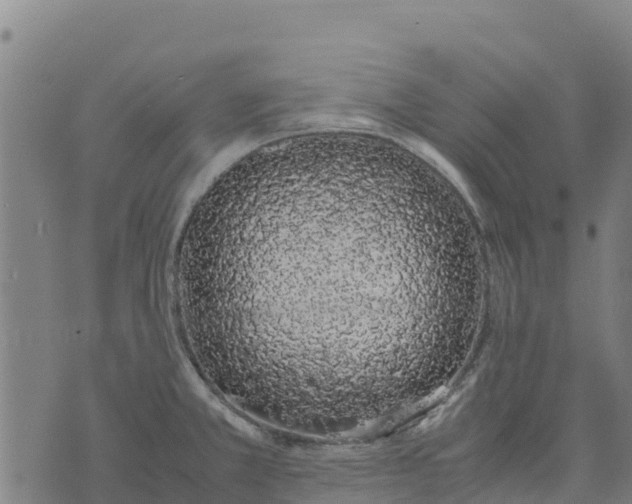 X0000070381381200606231701