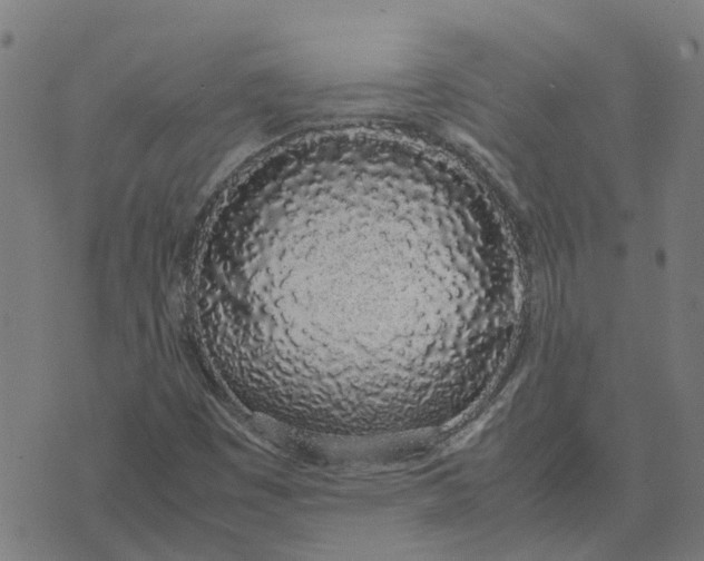 X0000070381449200606231700