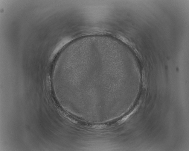 X0000070381453200606231700