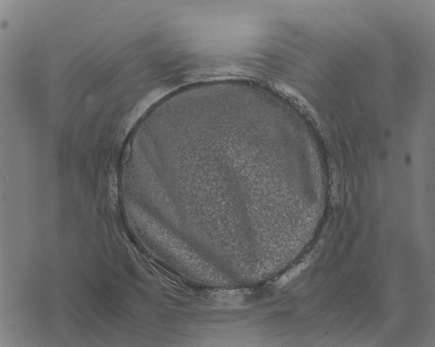 X0000070381457200606231700