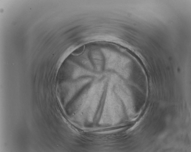 X0000070381529200606231659