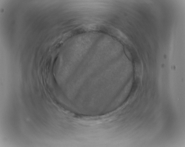 X0000070380029200606301932