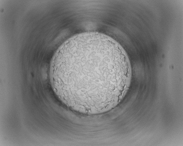 X0000070380032200606301932