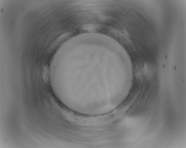 X0000070380036200606301932