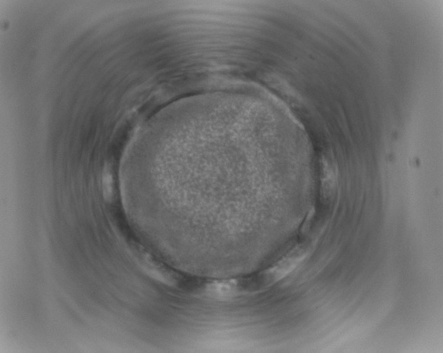 X0000070380080200606301932