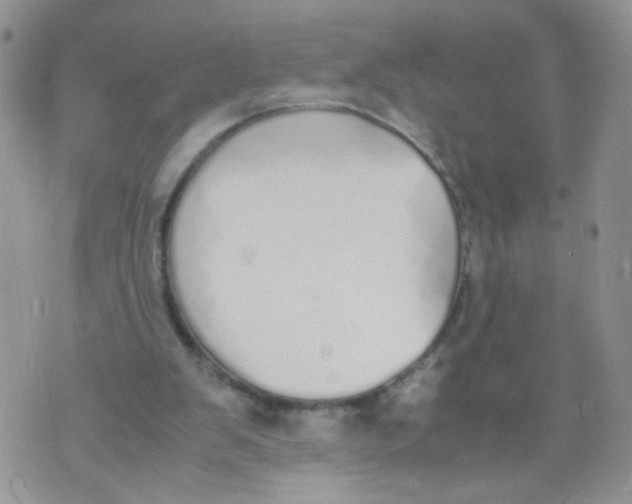 X0000070380103200606301931