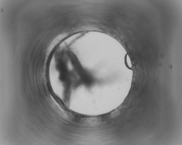 X0000070380104200606301931