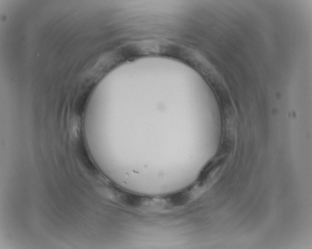 X0000070380125200606301931