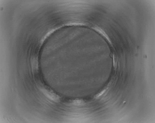 X0000070380204200606301930