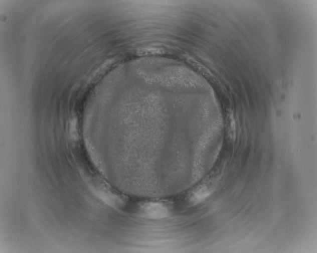 X0000070380224200606301929