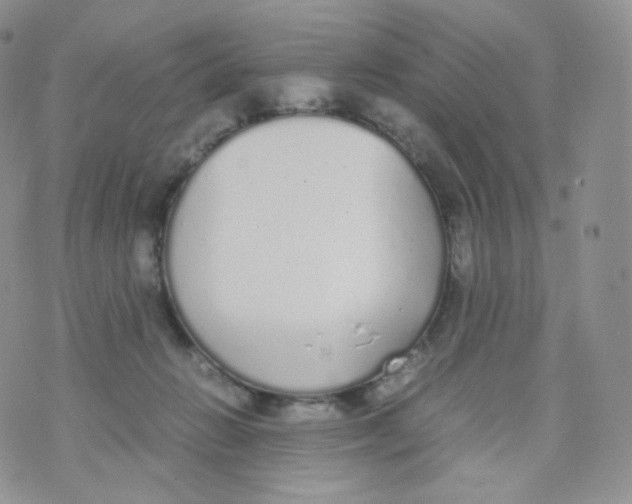 X0000070380270200606301929