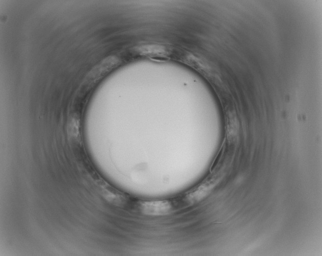 X0000070380281200606301929