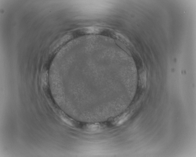 X0000070380325200606301928