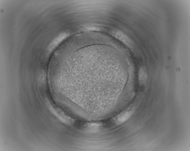 X0000070380352200606301927