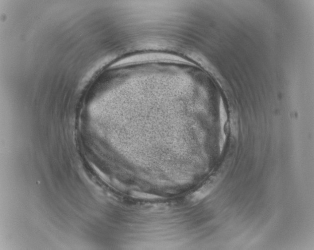 X0000070380434200606301925