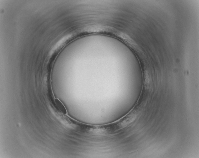 X0000070380440200606301925