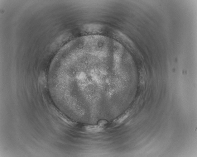 X0000070380465200606301926