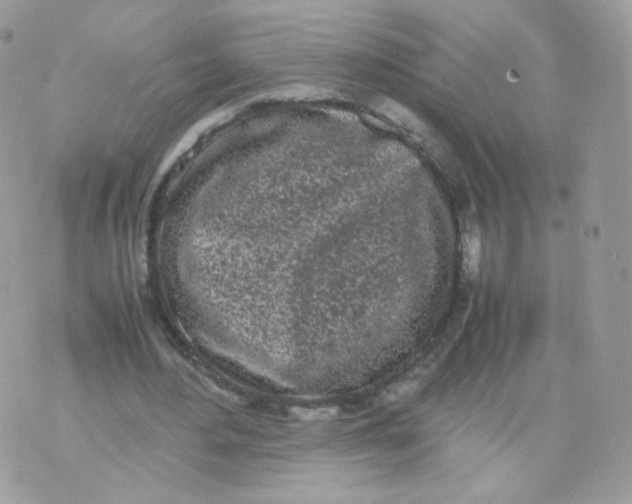 X0000070380484200606301925