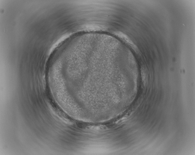 X0000070380488200606301925