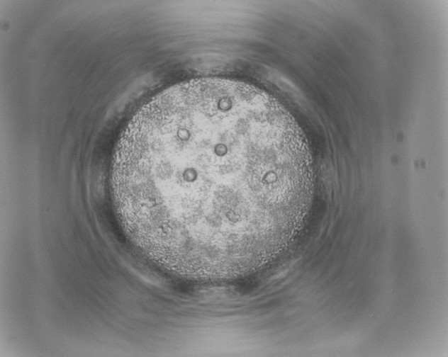 X0000070380499200606301925