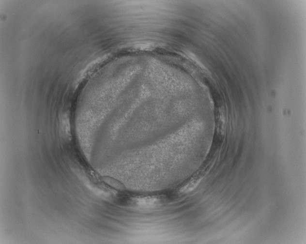 X0000070380500200606301925