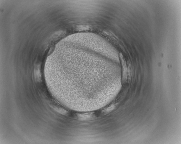 X0000070380516200606301924