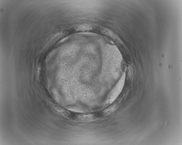 X0000070380517200606301924