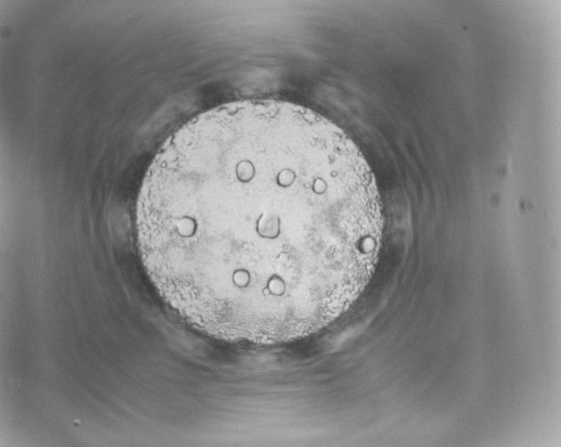 X0000070380523200606301924