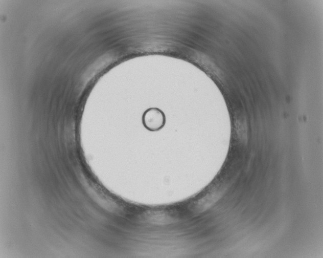 X0000070380534200606301924