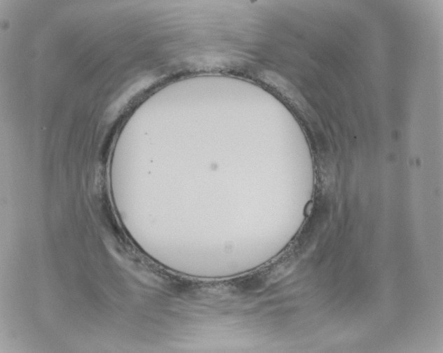 X0000070380583200606301923