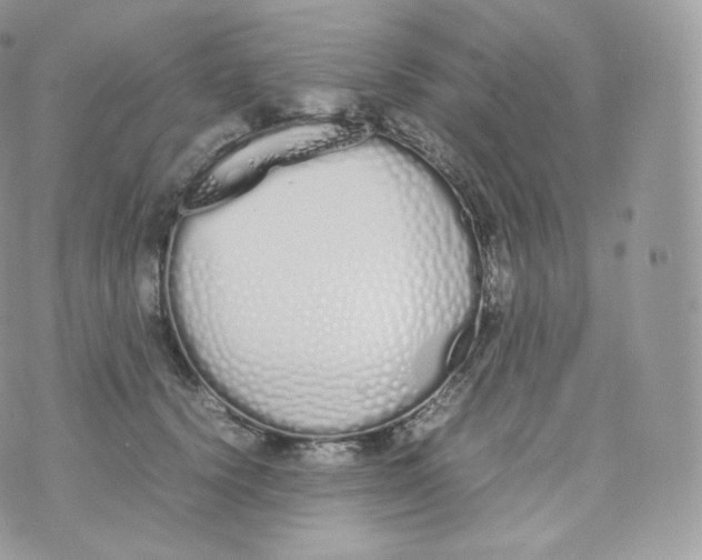 X0000070380656200606301922