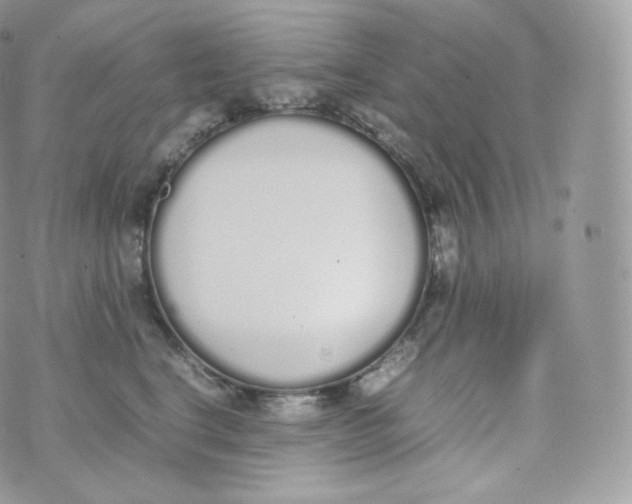 X0000070380664200606301923