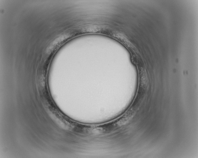 X0000070380683200606301922