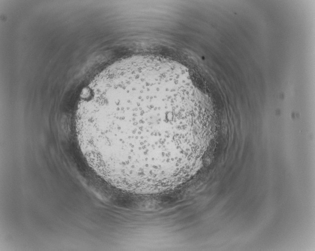 X0000070380695200606301922