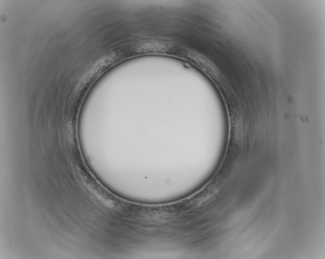 X0000070380729200606301920