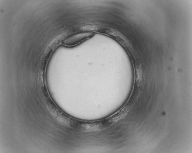 X0000070380733200606301921