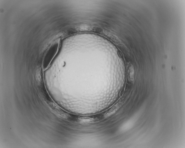 X0000070380746200606301921