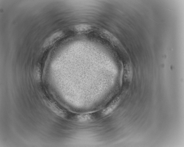 X0000070380762200606301921