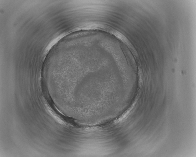 X0000070380842200606301919