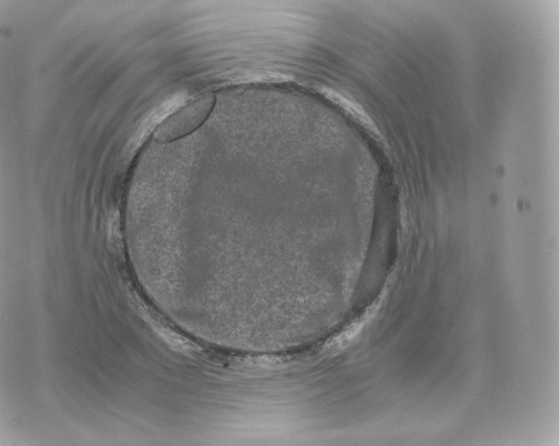 X0000070380881200606301919