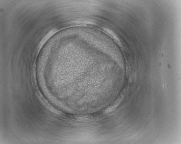 X0000070380899200606301918