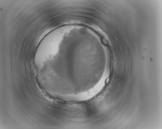 X0000070380945200606301918