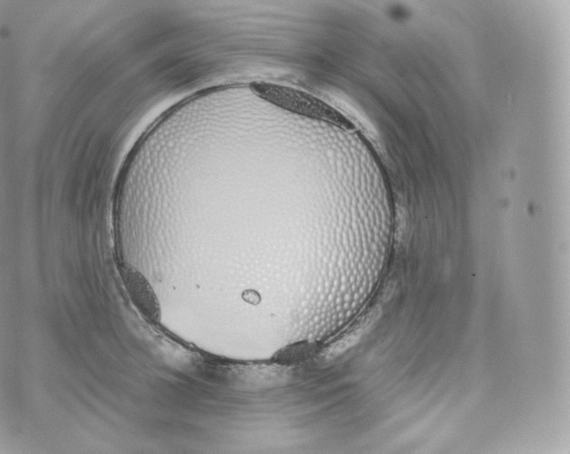 X0000070380948200606301918