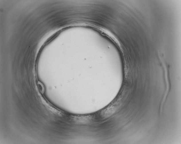 X0000070380951200606301918