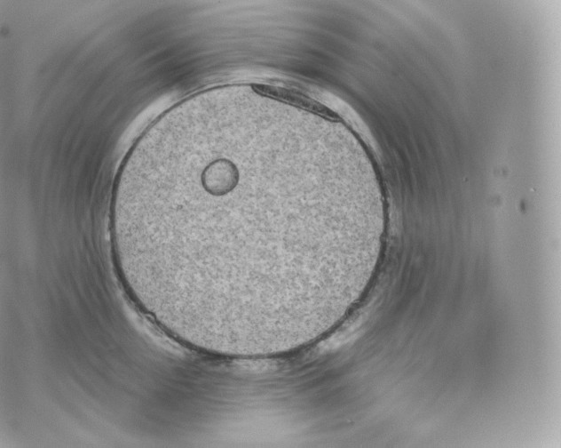 X0000070380954200606301918