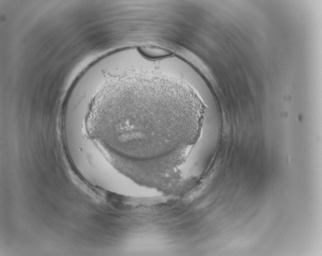 X0000070380958200606301918