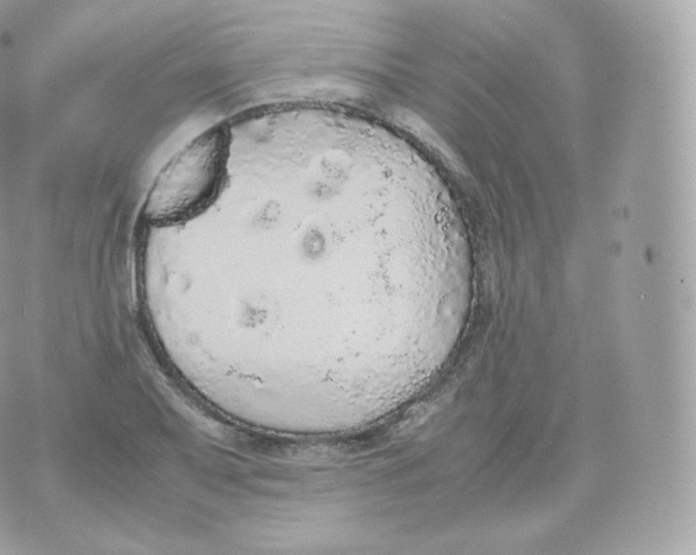 X0000070381079200606301915