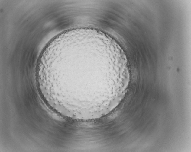 X0000070381086200606301915