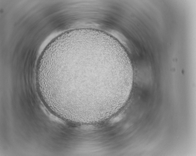 X0000070381094200606301915